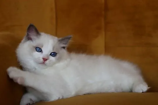Kocurek Wedel Ragdoll z hodowli Castillo Cat, Lubuskie, Gorzów Wielkopolski