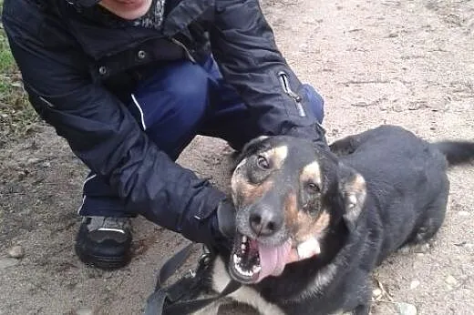 Super SUNIA do adopcji,  warmińsko-mazurskie Węgorzewo