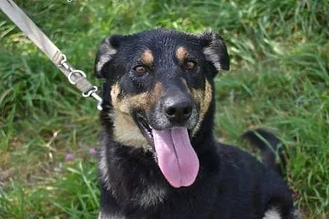 Super SUNIA do adopcji,  warmińsko-mazurskie Węgor