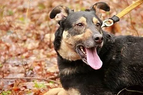 Super SUNIA do adopcji,  warmińsko-mazurskie Węgor