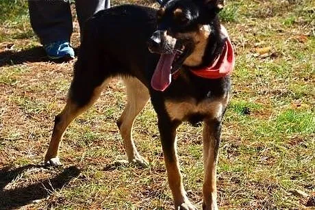 Super SUNIA do adopcji,  warmińsko-mazurskie Węgor
