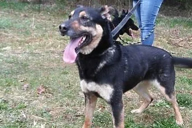Super SUNIA do adopcji,  warmińsko-mazurskie Węgor