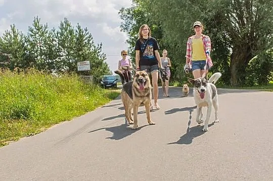 Młodziutka, wesoła Kimi, radosna suczka szuka domu