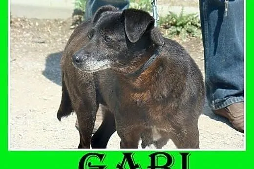 5 letnia,spokojna,łagodna,cicha suczka GABI.Adopcja,  małopolskie Kraków