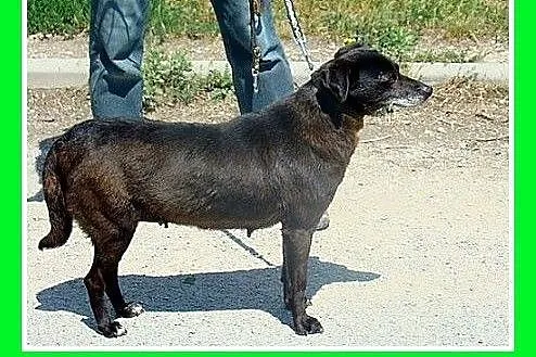 5 letnia,spokojna,łagodna,cicha suczka GABI.Adopcj