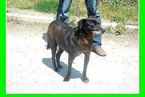 5 letnia,spokojna,łagodna,cicha suczka GABI.Adopcj