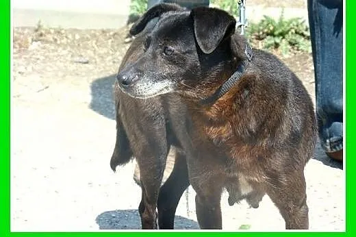 5 letnia,spokojna,łagodna,cicha suczka GABI.Adopcj