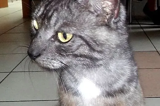 SZAFIREK tylko mnie pokochaj !,  mazowieckie Radom
