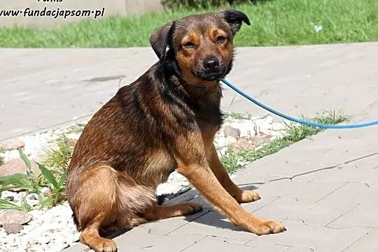 Twiks - wrażliwy piesek, Mazowieckie, Nowy Dwór Mazowiecki