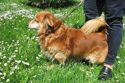 Nieduży pies Felek do adopcji ,  łódzkie Łódź