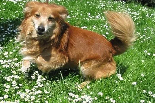 Nieduży pies Felek do adopcji ,  łódzkie Łódź
