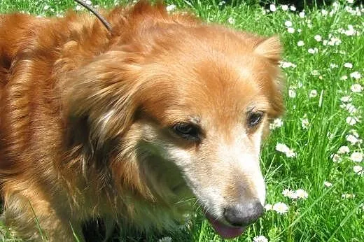 Nieduży pies Felek do adopcji ,  łódzkie Łódź