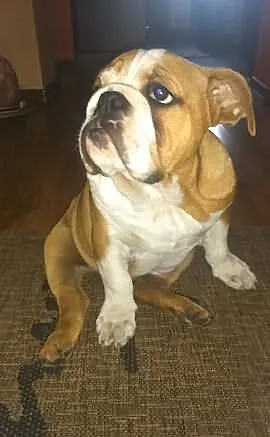 Buldog Angielski -SUNIA FCI