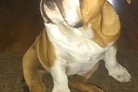 Buldog Angielski -SUNIA FCI
