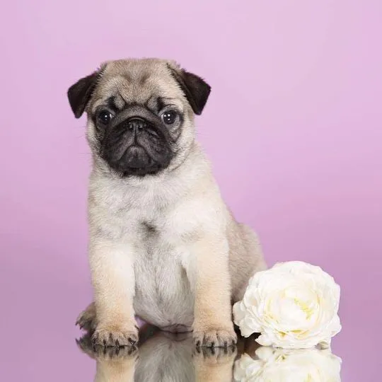 Sprzedam szczenięta mopsa, zdrowe i zaszczepione.............................., Śląskie, Sosnowiec