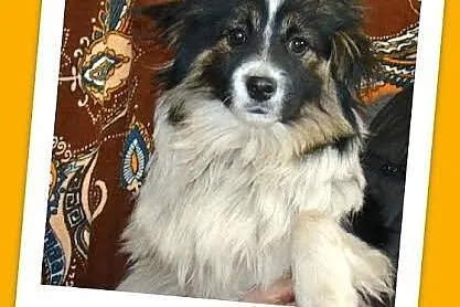 6 miesięczny,śliczny szczeniak BORDINEK,wesoły, przytulaśny_Adopcja_