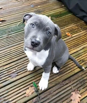 Szczeniak Cane Corso do adopcji... napisz do mnie na WhatsApp: +44 7453 907158