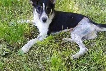 Młody, łaciaty, wierny kundelek - do adopcji! :) ,  mazowieckie Warszawa