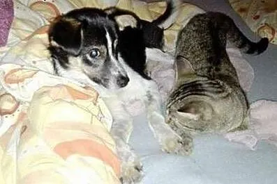 Młody, łaciaty, wierny kundelek - do adopcji! :) ,