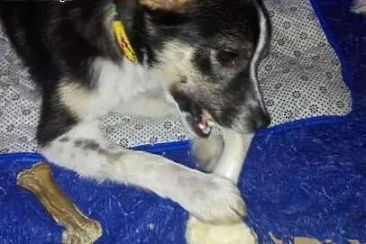 Młody, łaciaty, wierny kundelek - do adopcji! :) ,
