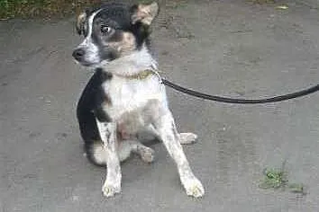 Młody, łaciaty, wierny kundelek - do adopcji! :) ,
