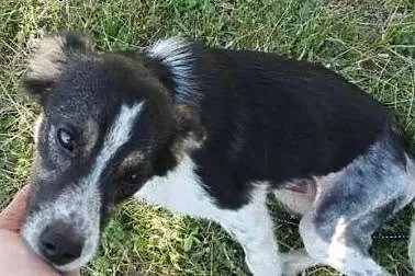Młody, łaciaty, wierny kundelek - do adopcji! :) ,