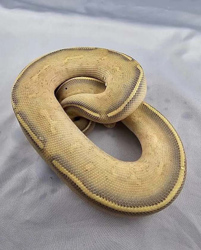 Pyton królewski python regius samiec, Dolnośląskie, Wrocław
