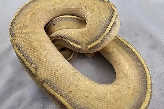 Pyton królewski python regius samiec, Dolnośląskie, Wrocław