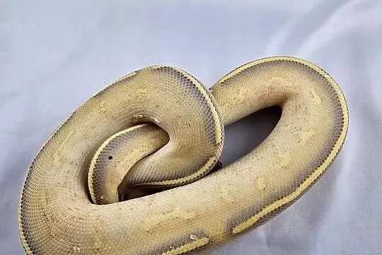 Pyton królewski python regius samiec, Dolnośląskie, Wrocław