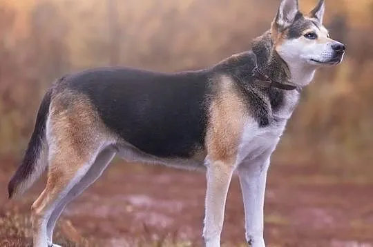 REJ wspaniały, wyjątkowy pies- niewidomy nie znacz