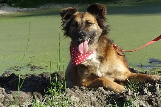 Rudzia prześliczna psia księżniczka