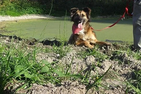 Rudzia prześliczna psia księżniczka