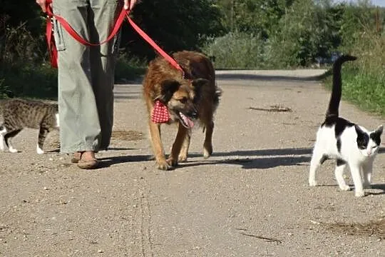 Rudzia prześliczna psia księżniczka