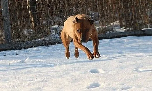 Cudowna Morela czeka na dobrego człowieka, mazowi