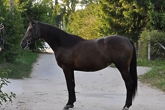Klacz małopolska 2,5 roku, Mazowieckie, Mogielnica