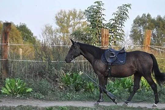 Klacz małopolska 2,5 roku, Mazowieckie, Mogielnica