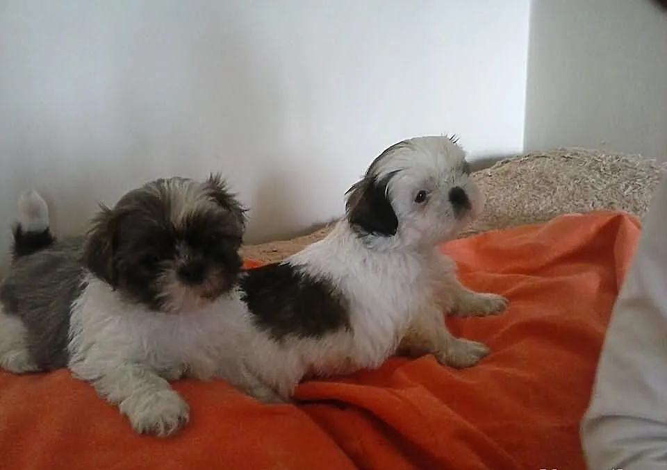 Shih Tzu z metryczkami