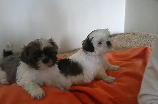 Shih Tzu z metryczkami