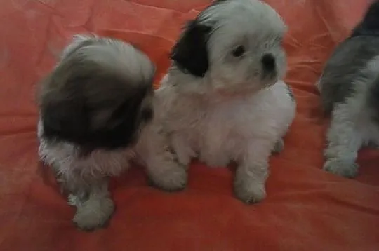 Shih Tzu z metryczkami