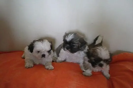 Shih Tzu z metryczkami