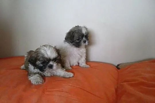 Shih Tzu z metryczkami