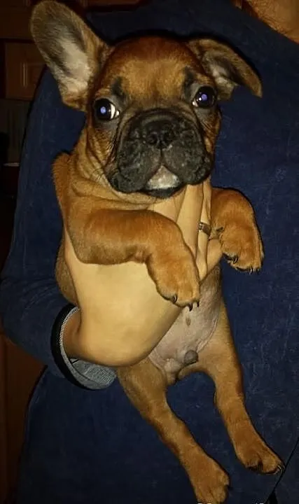 Buldogi francuskie