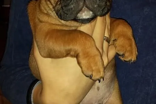 Buldogi francuskie