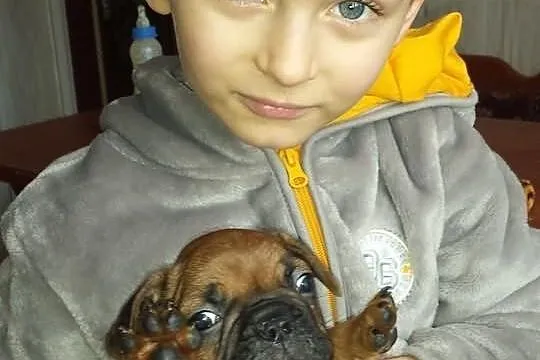 Buldogi francuskie