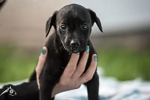 Łagodny, kochany, cudny - szczeniak do adopcji,  m