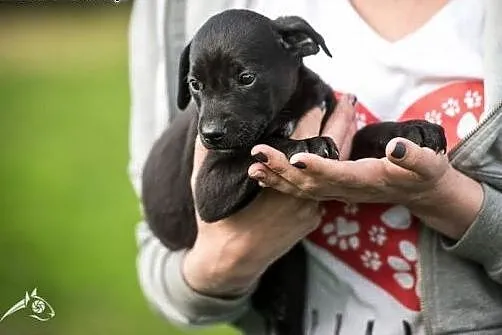 Łagodny, kochany, cudny - szczeniak do adopcji,  m