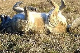 Łagodna, przytulaśna, nieco większa sunia potrzebu