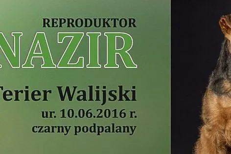 Terier Walijski Nazir Zwycięzca Polski 2018 Reprod