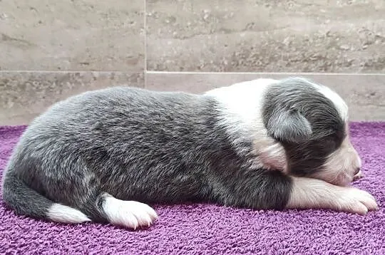 Rasowy Pies Border Collie - Szczeniak WINTER z pełną dok. z hodowli, Podkarpackie, Iwonicz