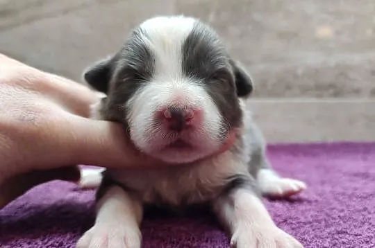Rasowy Pies Border Collie - Szczeniak WINTER z pełną dok. z hodowli, Podkarpackie, Iwonicz